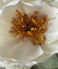 Peony creme