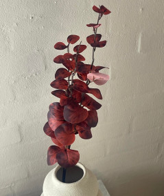 Eucalyptus bordeaux