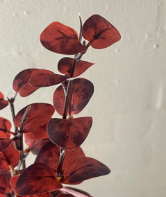 Eucalyptus bordeaux