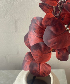 Eucalyptus bordeaux