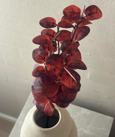 Eucalyptus bordeaux