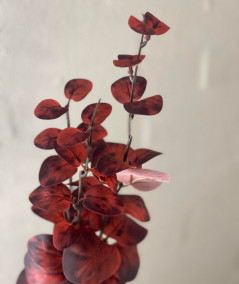 Eucalyptus bordeaux
