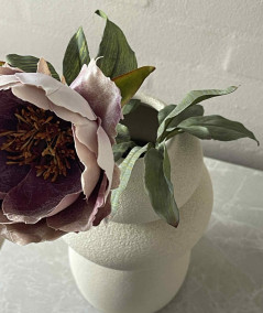 Peony sart rosa