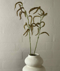 Amaranthus natur