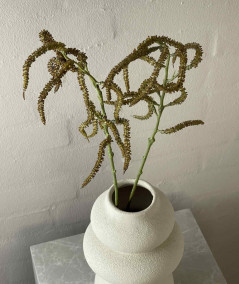 Amaranthus natur
