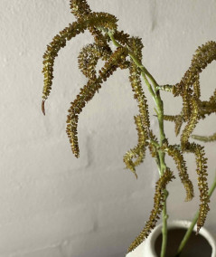 Amaranthus natur