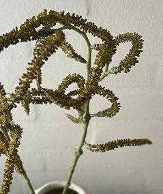 Amaranthus natur