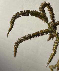 Amaranthus natur