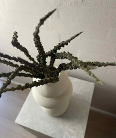 Trachycarpus grøn