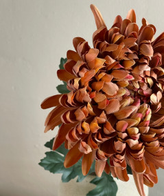 Chrysanthemum. gammel rosa
