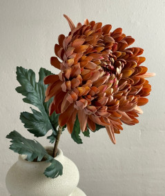 Chrysanthemum. gammel rosa