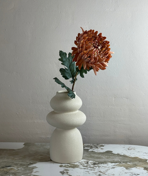 Chrysanthemum. gammel rosa