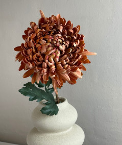 Chrysanthemum. gammel rosa