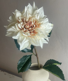 Dahlia creme