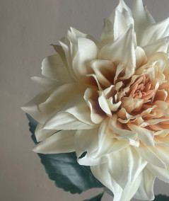 Dahlia creme