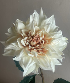 Dahlia creme