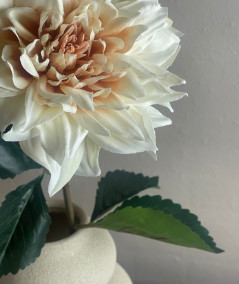 Dahlia creme