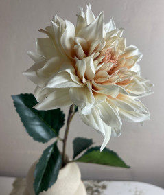 Dahlia creme
