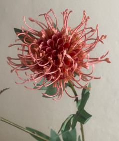 Protea peach