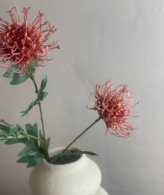 Protea peach