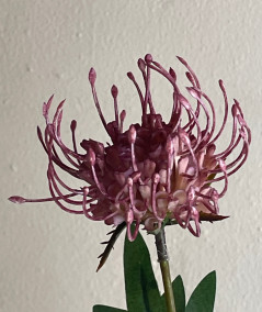 Protea fuchsia