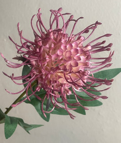 Protea fuchsia