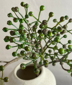 Ilex bærgren grøn