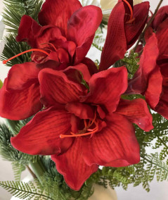 Amaryllis rød