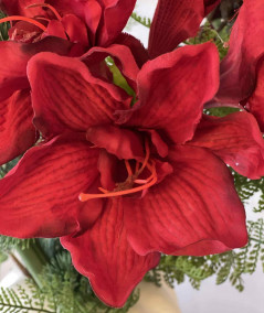 Amaryllis rød