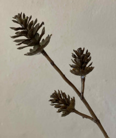 Kogle gren bundt af 3 stilke