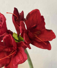 Amaryllis rød