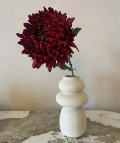 Chrysanthemum rød