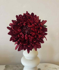 Chrysanthemum rød