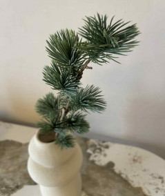 Ceder gran støvet grå