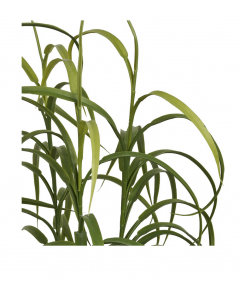 Græs plante i grøn H68 cm