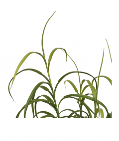 Græs plante i grøn H68 cm