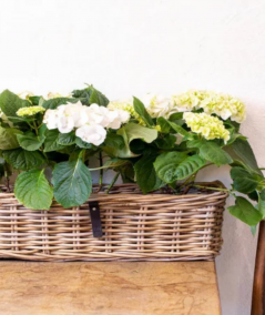 Maxi aflang bakke inkl. pose