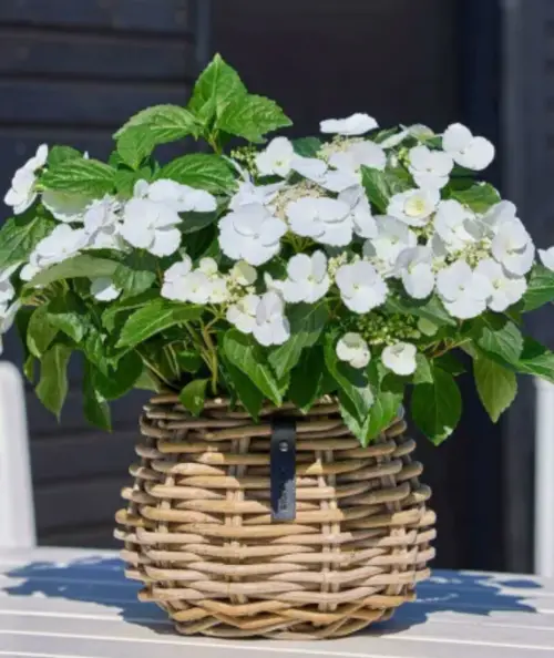 Rund rattan kurv i pære/konisk form - Ø19,5/24