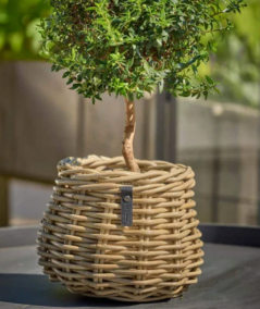 Rund rattan kurv i pære/konisk form - Ø19,5/24