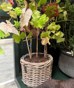 Mini lav rund Rattan kurv