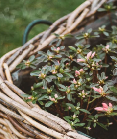 Stor firkantet rattan kurv H84 cm. inkl. pose