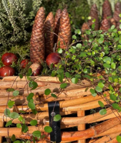 Maxi rund rattan kurv inkl. pose