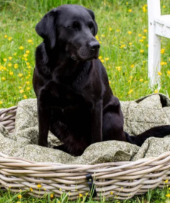 Maxi rund rattan bakke