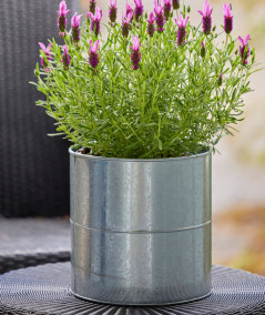 A2 living galvaniseret blomsterspand sæt m. 3 stk.