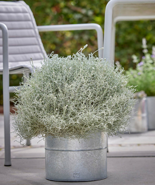 A2 living galvaniseret blomsterspand sæt m. 3 stk.