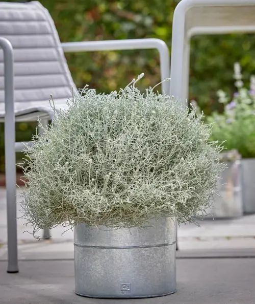 A2 living galvaniseret blomsterspand sæt m. 3 stk.