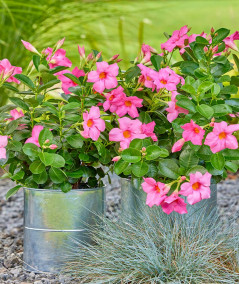 A2 living galvaniseret blomsterspand sæt m. 3 stk.