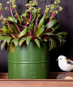 A2 living blomsterspand i olivengrøn sæt m. 3 stk.