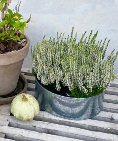 A2 living galvaniseret rund plantebakke sæt m. 2 stk.