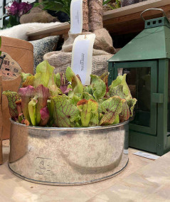 A2 living galvaniseret rund plantebakke sæt m. 2 stk.